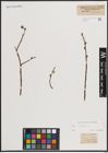 Foto von Salix caprea L.